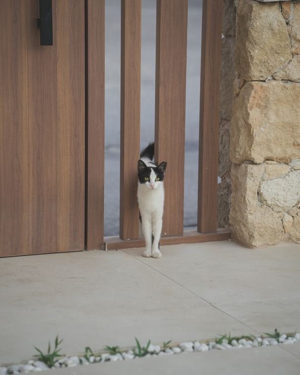 The neighbourhood cat at the front door